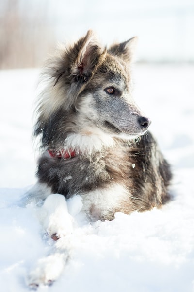 狗坐在雪
